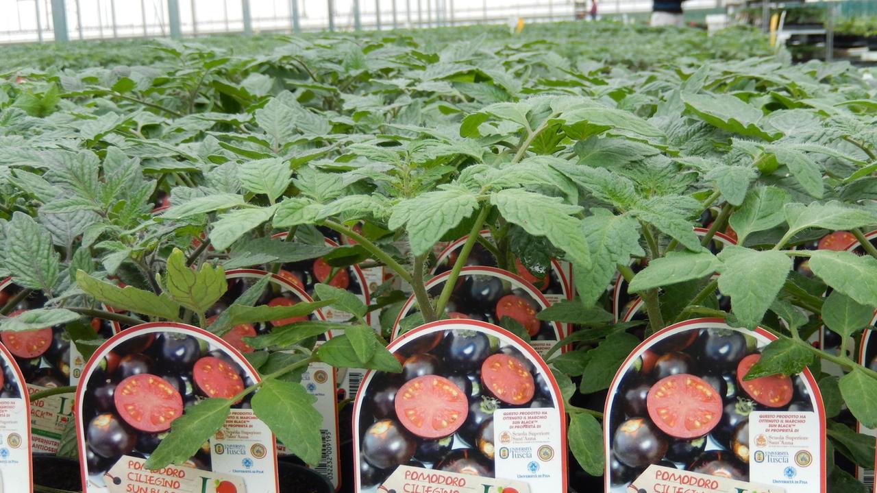 Piantine del “SunBlack”, il “pomodoro nero”