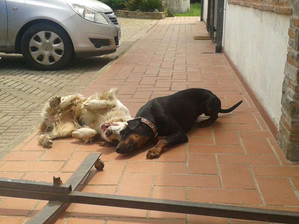 Lo springer Benito e il dobermann Clara