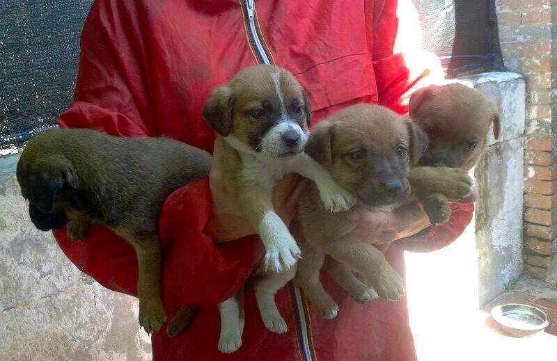 Alcuni cuccioli di cane (foto di repertorio)