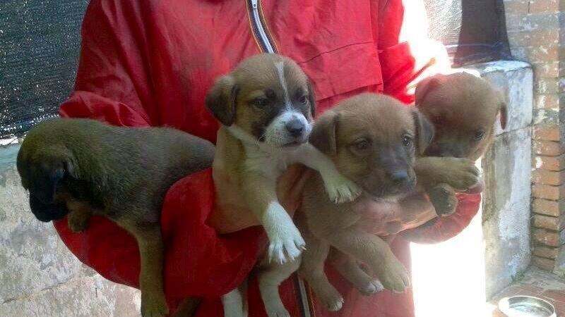 Alcuni cuccioli di cane (foto di repertorio)