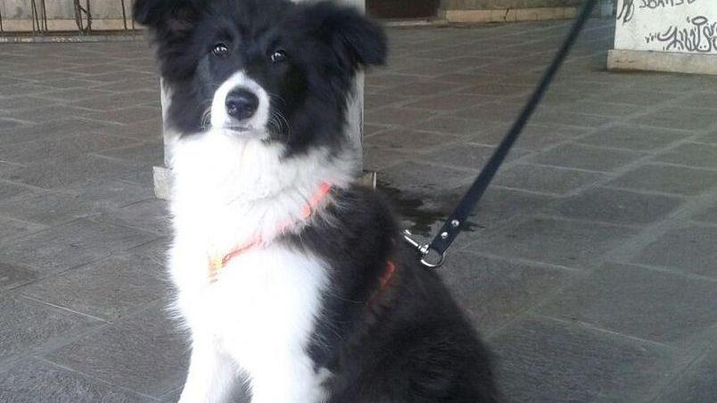 Attila va “a lezione” da Duca per diventare cane da ricerca