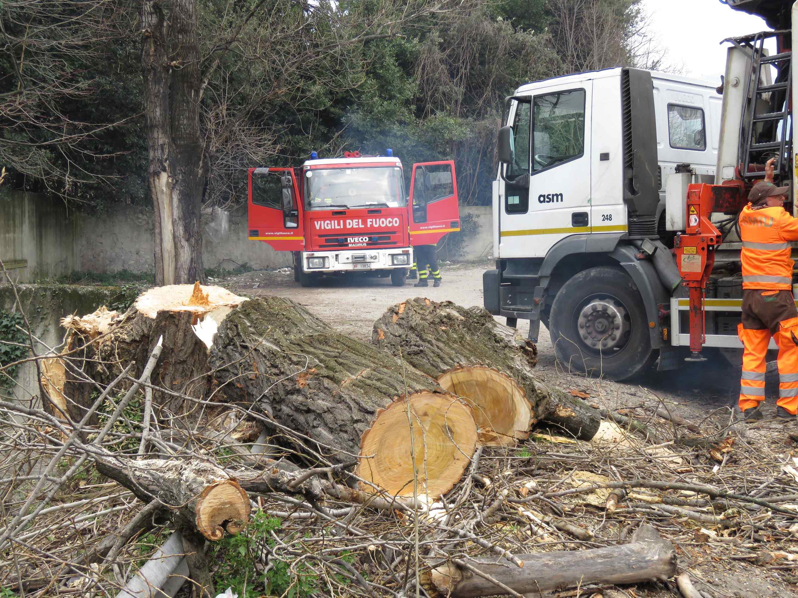 Operai dell'Asm al lavoro per rimuovere una pianta