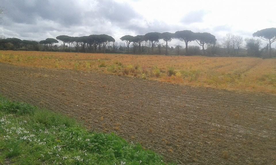  Alcuni terreni interessati al fenomeno dei campi rossi sul viale D’Annunzio