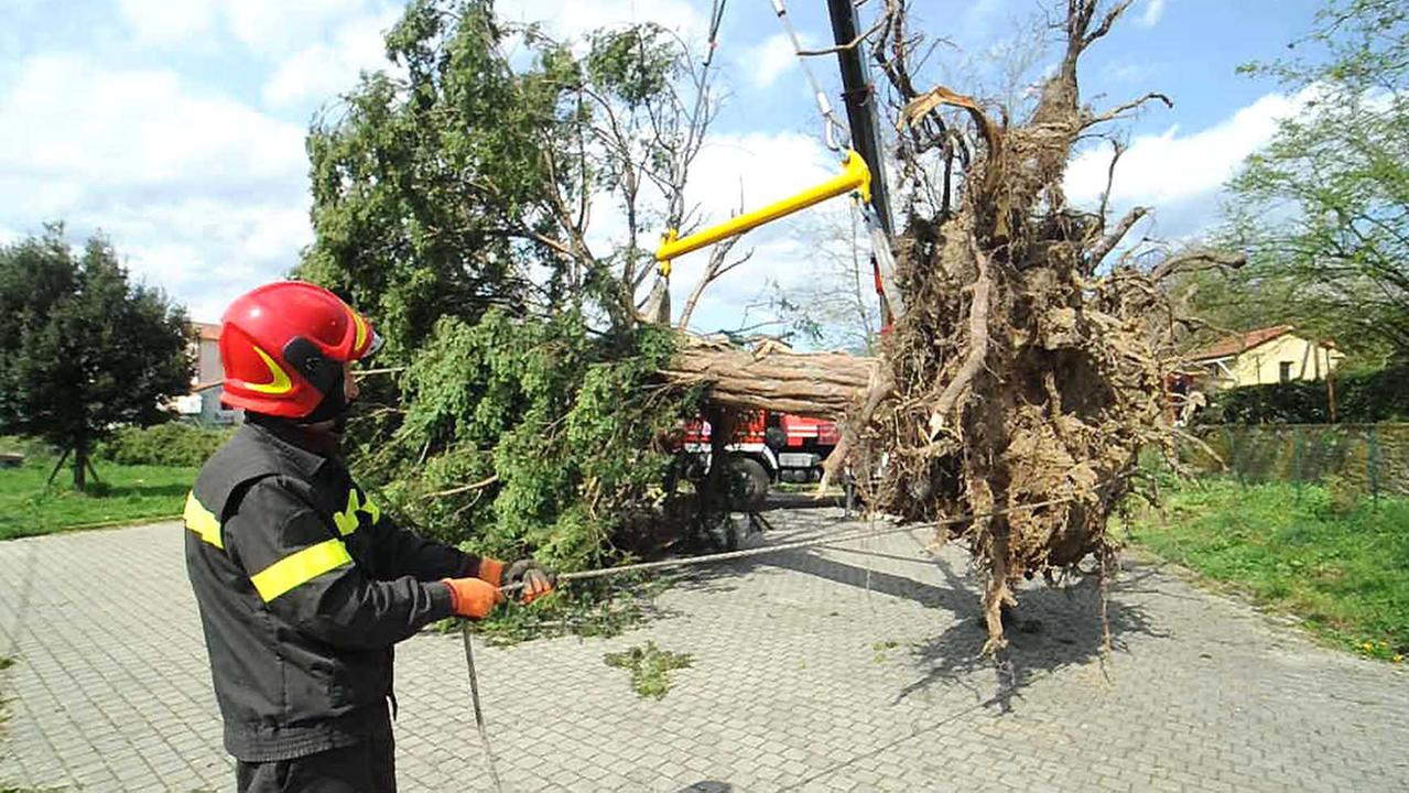 I vigili del fuoco fanno il trasloco del tasso secolare (Foto Gori)