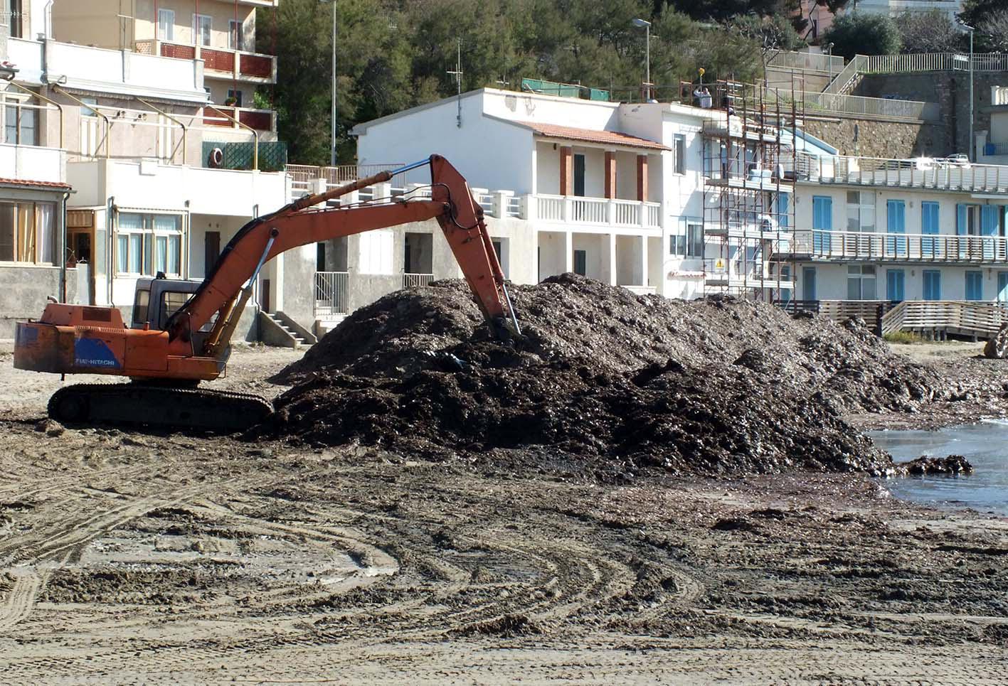 Si rimuovono le alghe dalla spiaggia di Salivoli (foto Pabar)