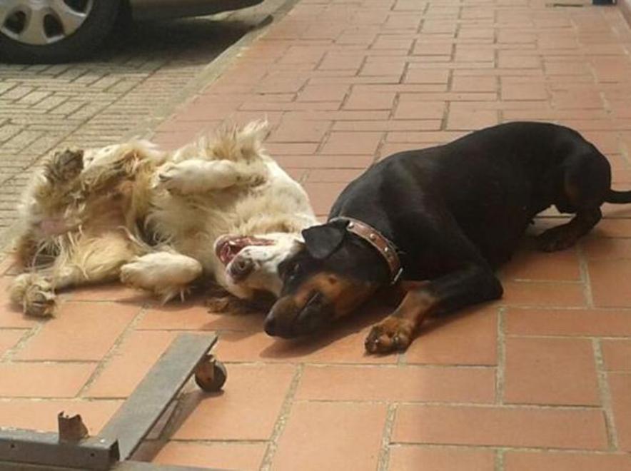 Rubati cani di razza nei giardini 