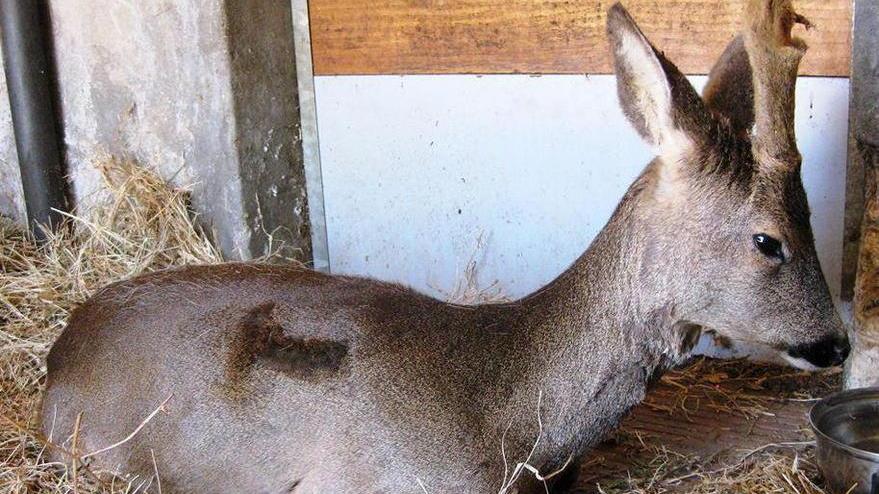 Piccolo capriolo investito e salvato in extremis