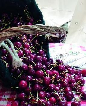 Il Pd attacca Smeraldi «Ciliegia di Vignola esclusa dall’Expo», 
