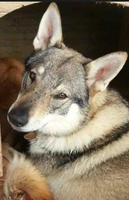 Kira, il cane lupo cecoslovacco scomparso da casa