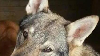 Kira, il cane lupo cecoslovacco scomparso da casa