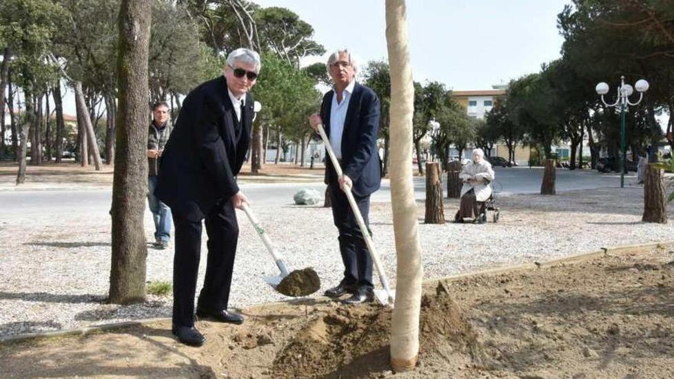 Una pianta di leccio per ripartire