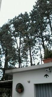 Alberi ko con il vento, protestano i residenti 