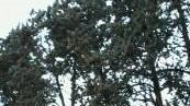 Alberi ko con il vento, protestano i residenti