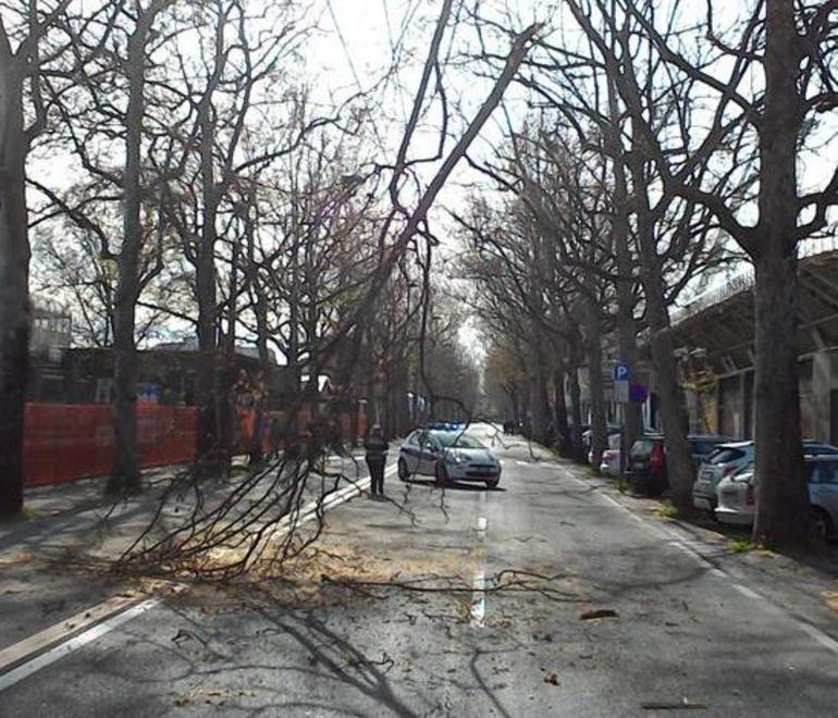 Piovono rami in viale Monte Kosica