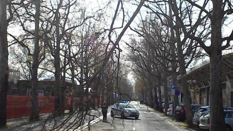 Piovono rami in viale Monte Kosica