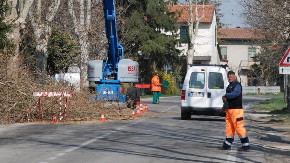 Residenti infuriati «Platani pericolosi sulla Provinciale»