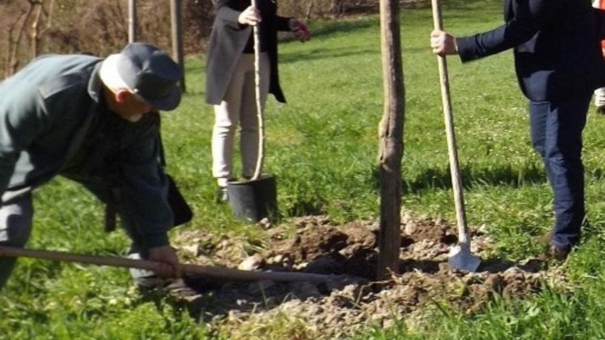 La bolletta on line regala 50 alberi