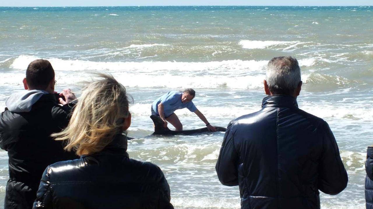 Si seguono i soccorsi dalla spiaggia (foto Barlettani)