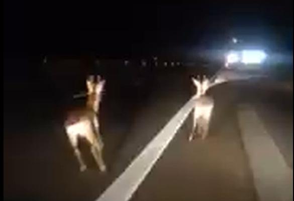 I caprioli che corrono impazziti sull'Aurelia (dal video di Lorenzo Bucciantini)