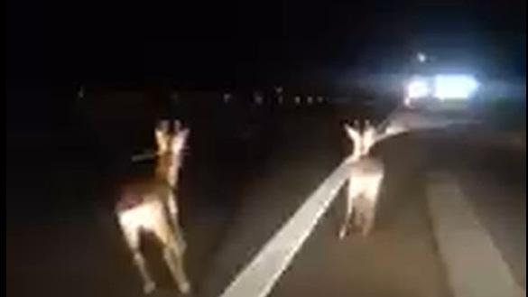 I caprioli che corrono impazziti sull'Aurelia (dal video di Lorenzo Bucciantini)
