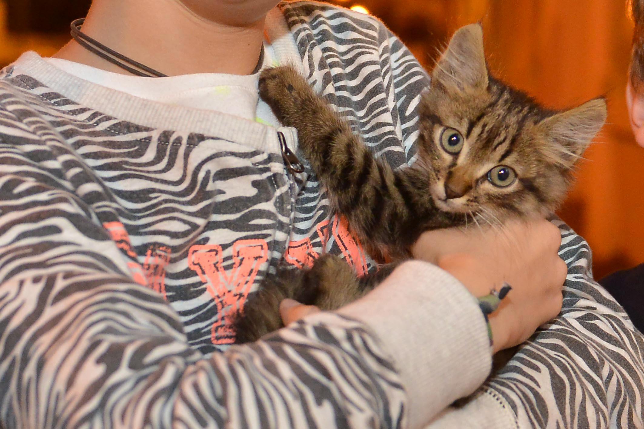 La sentenza che annulla la multa riguarda la corsa per portare un gatto dal veterinario