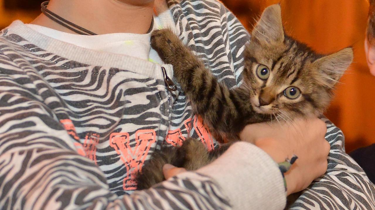 La sentenza che annulla la multa riguarda la corsa per portare un gatto dal veterinario