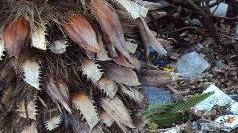 Aiuole sporche e palme come portacenere