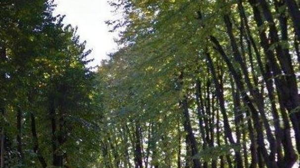 Auto contro un albero: grave studente