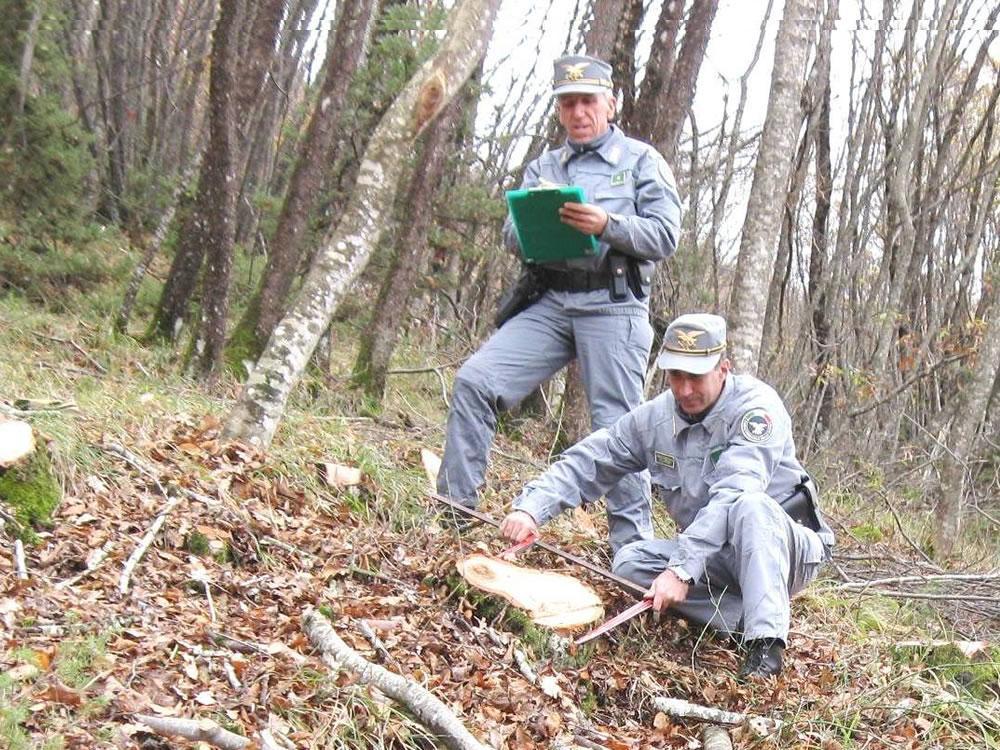 Taglio abusivo di alberi, maximulte e denunce 