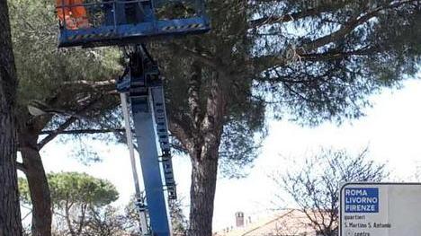 Vicarese, abbattuti i pini pericolosi