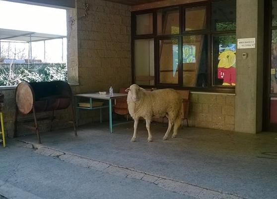 Volterra: pecora fugge e si rifugia in una scuola, deve intervenire il Comune 
