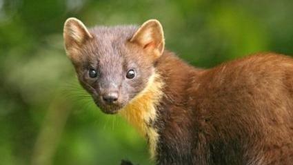 Una martora, animale protetto e a rischio estinzione