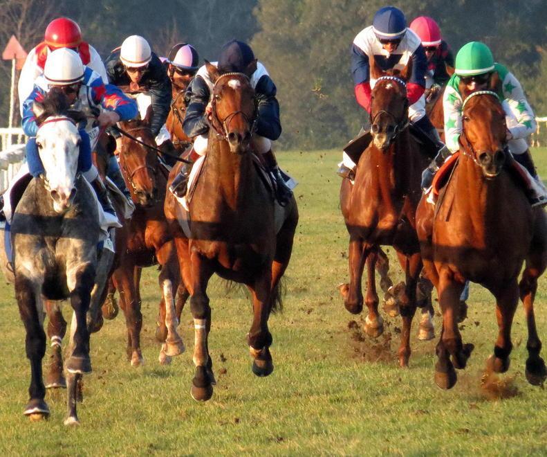 Ippica, un gran finale per il galoppo pisano oggi a San Rossore 