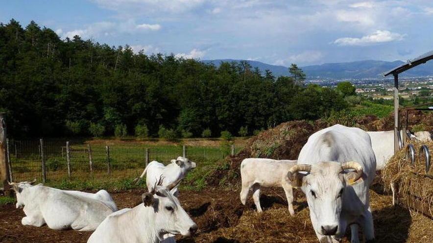 Oltre cento capi di Chianina in mostra