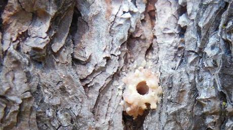 «Fra dieci anni la pineta morirà»