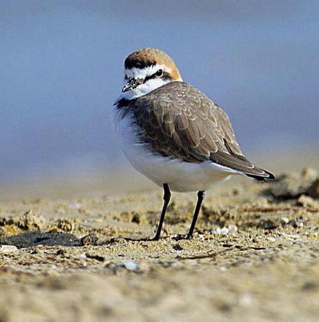 Pulizia in ritardo nella spiaggia del fratino 