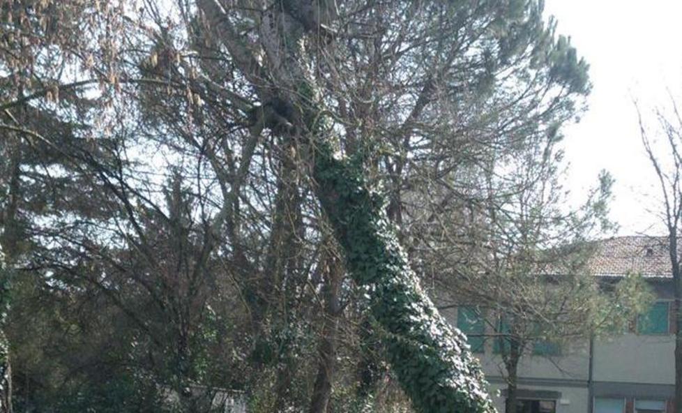 Albero pericoloso dentro la scuola 
