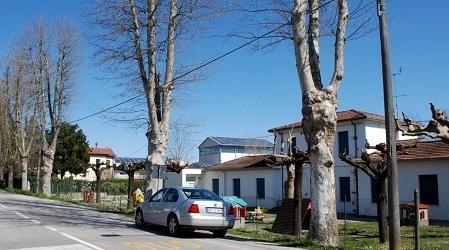Alberi davanti alla materna Preoccupazione dei genitori