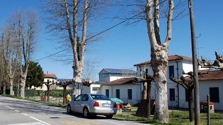 Alberi davanti alla materna Preoccupazione dei genitori