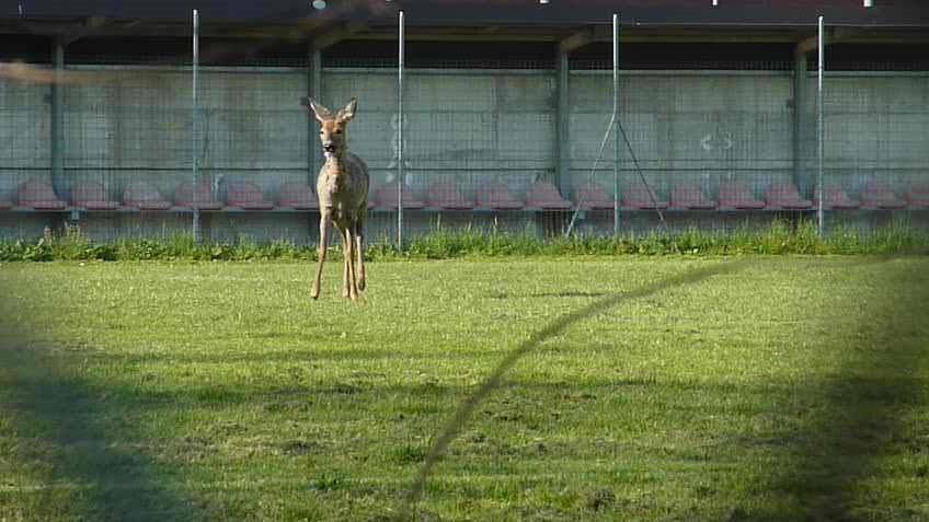 Capriolo nel giardino della scuola, recuperato dal Pettirosso