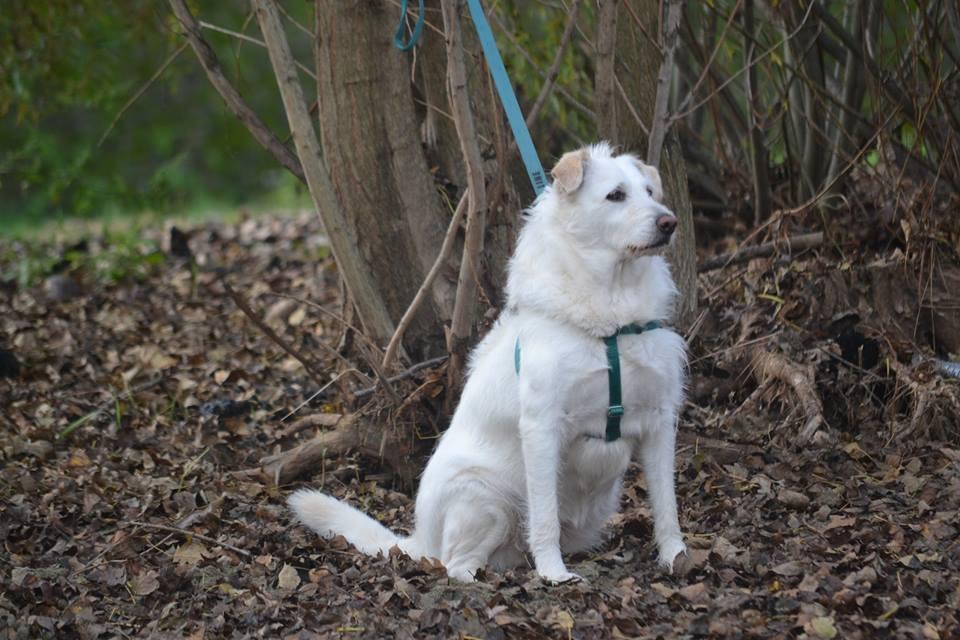 Milka, un cane ex ospite del canile di Prato