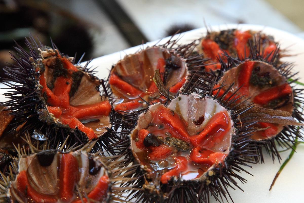 Pesca dei ricci, gli ecologisti: "Situazione grave, serve uno stop di 3 anni"