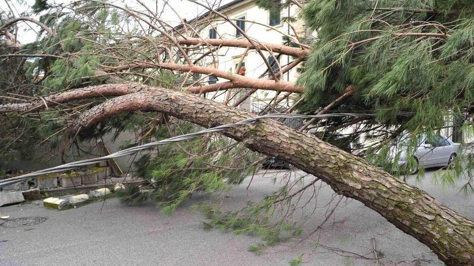Nasce un comitato per ripiantare gli alberi