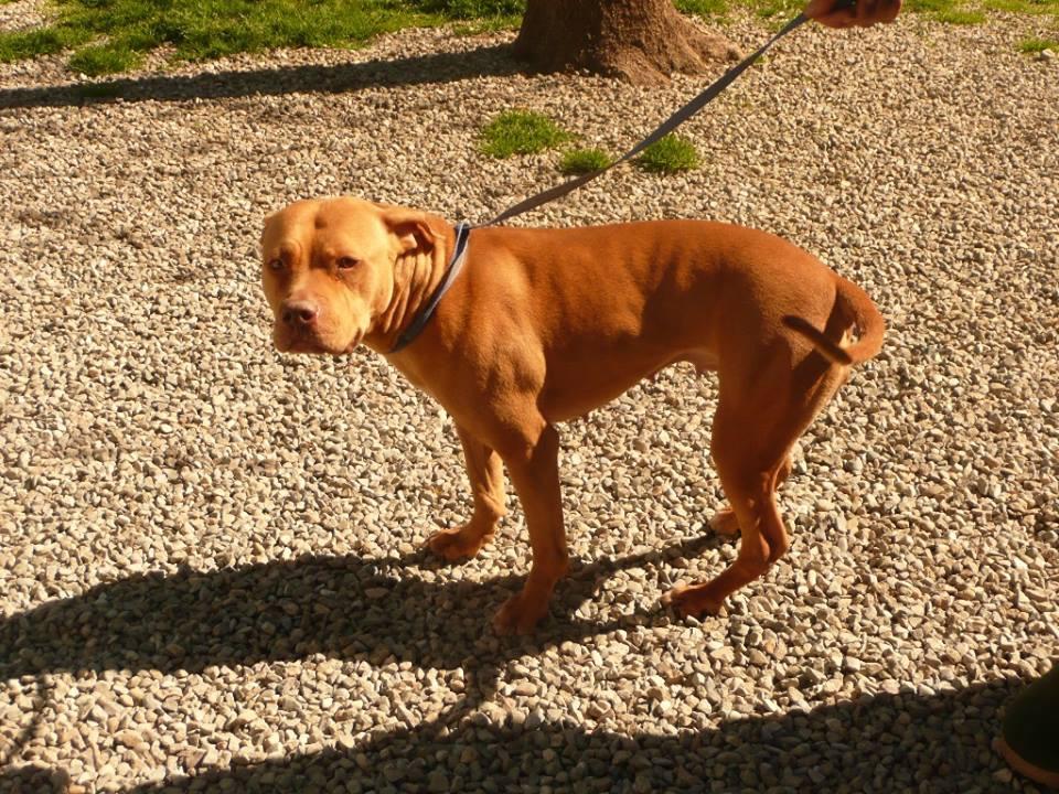 La bella Sasha è inconsolabile da quando è finita al canile 