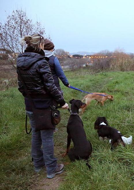 Polpette avvelenate si moltiplicano i casi è allarme per i cani 