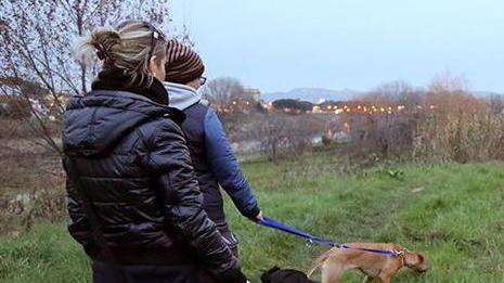 Polpette avvelenate si moltiplicano i casi è allarme per i cani