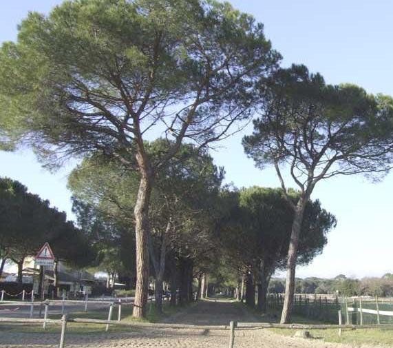 Dieci posti all’Ente Parco per il servizio civile 
