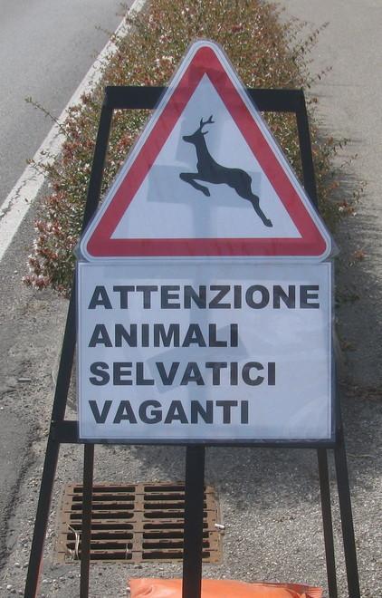 Attenzione, attraversamento daini 