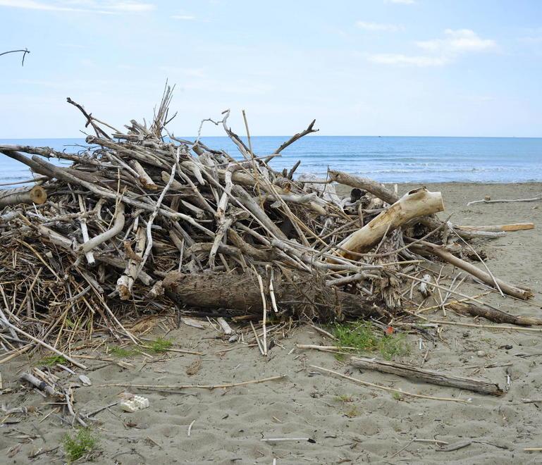 Legname accatastato sulla spiaggia delle Marze