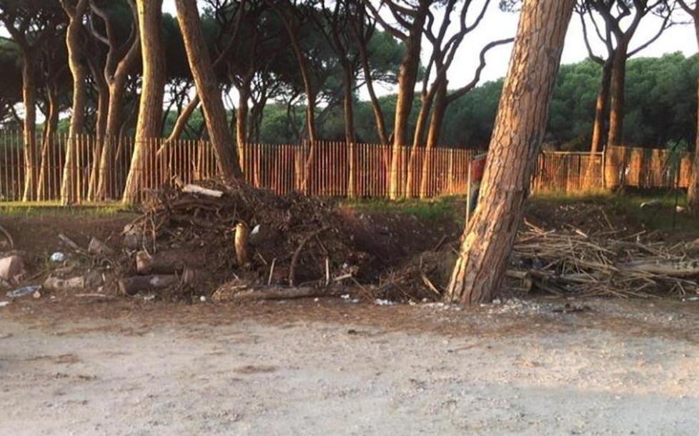 Rifiuti in pineta Vicino alla Colonia c’è una discarica 